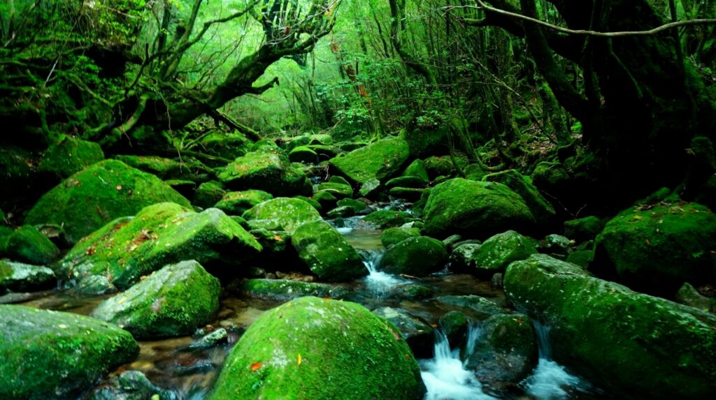 Yakushima Island, located off the southern coast of Kyushu, is a natural wonderland that has been designated as a UNESCO World Heritage Site. The island is home to ancient cedar forests, waterfalls, and abundant wildlife. Explore the mystical Shiratani Unsuikyo Ravine, which inspired the animated film Princess Mononoke, and hike through the pristine forest to see the Jomon Sugi, a 7,000-year-old cedar tree.